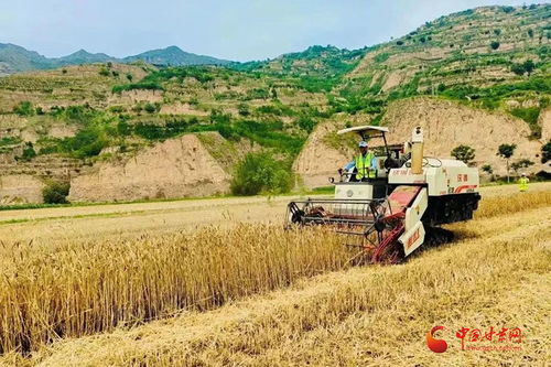 西和 坚守耕地红线筑牢粮食安全 压舱石