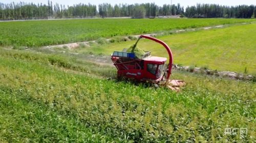 乡村振兴新面貌丨桑根草为牲畜“加餐”助农增收，农业面源与重金属污染防治技术服务并行