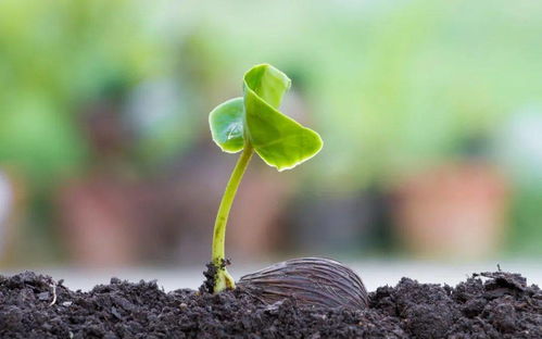 晨光中的幸福观 守护绿水青山的双重使命