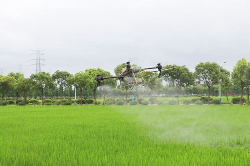 应对关键期挑战 台风季水稻养护与农业污染防治并重