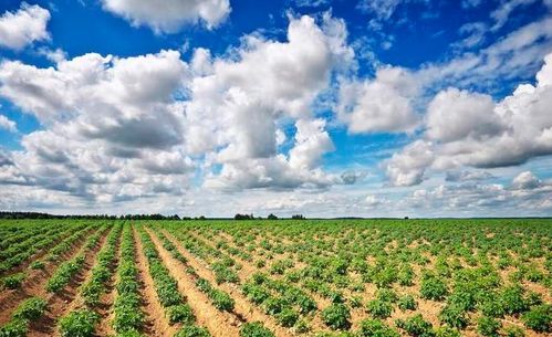 微生物 下一场农业革命的突破口与污染防治新希望