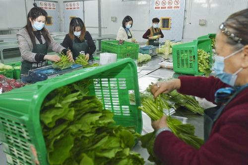 新经济观点丨吃菜也能减碳 农业专家为你解密社区电商如何助力低碳蔬菜走出实验室