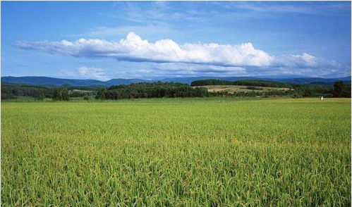 美国农业的宏大图景 规模、挑战与污染防治技术服务的启示