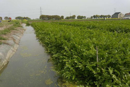 稻田新模式 水面种水芹、水下养泥鳅，亩产年赚超4万元的绿色致富经