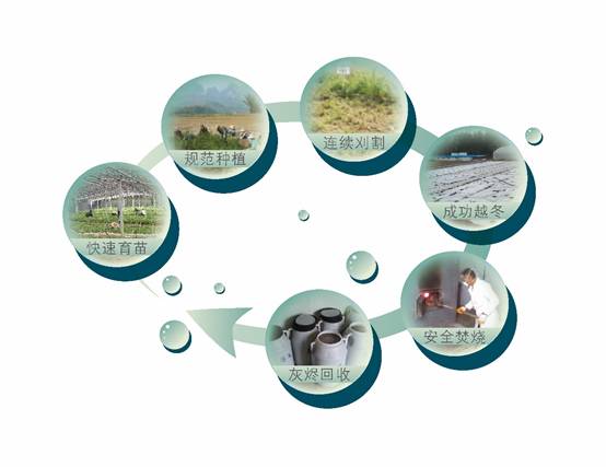 植物萃取技术 农田污染土壤的良药