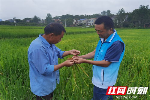 醴陵田间培训 为粮食丰收保驾护航，强化农业面源和重金属污染防治技术服务