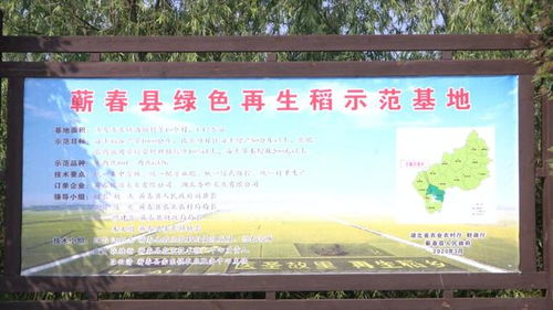 蕲春县农业农村局多措并举 扩大再生稻种植面积与推进农业污染防治，全力保障粮食丰产增收